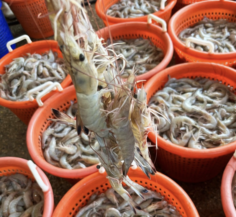 Slidell serves up US-caught shrimp, investigators report